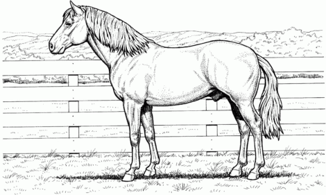 cavalo para colorir para crianças 8208219 Vetor no Vecteezy